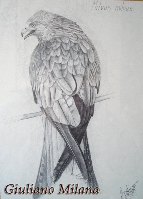 Milvus milvus